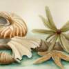 Seashell Collage